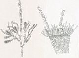 Elachista fucicola da Areschough1842